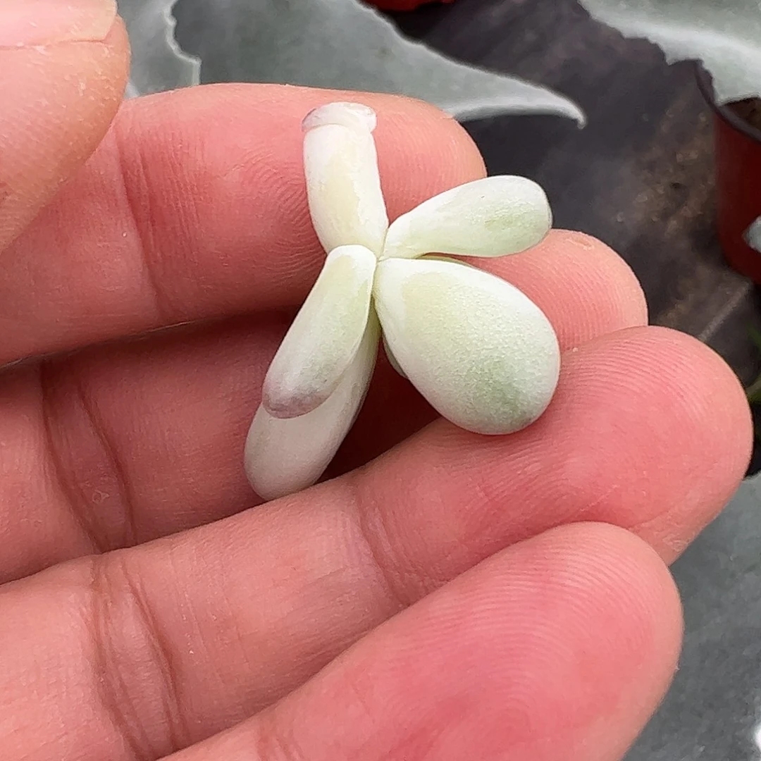 随***起多肉植物多肉植物