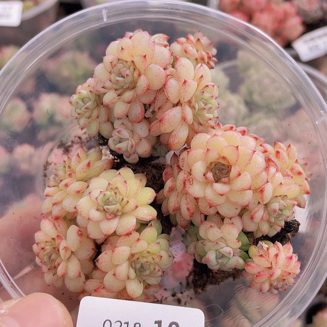 00000000000010量拍