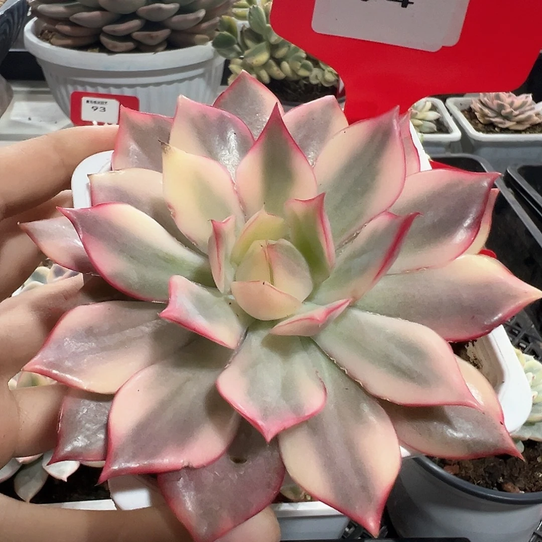 94号宝莲灯锦多肉植物