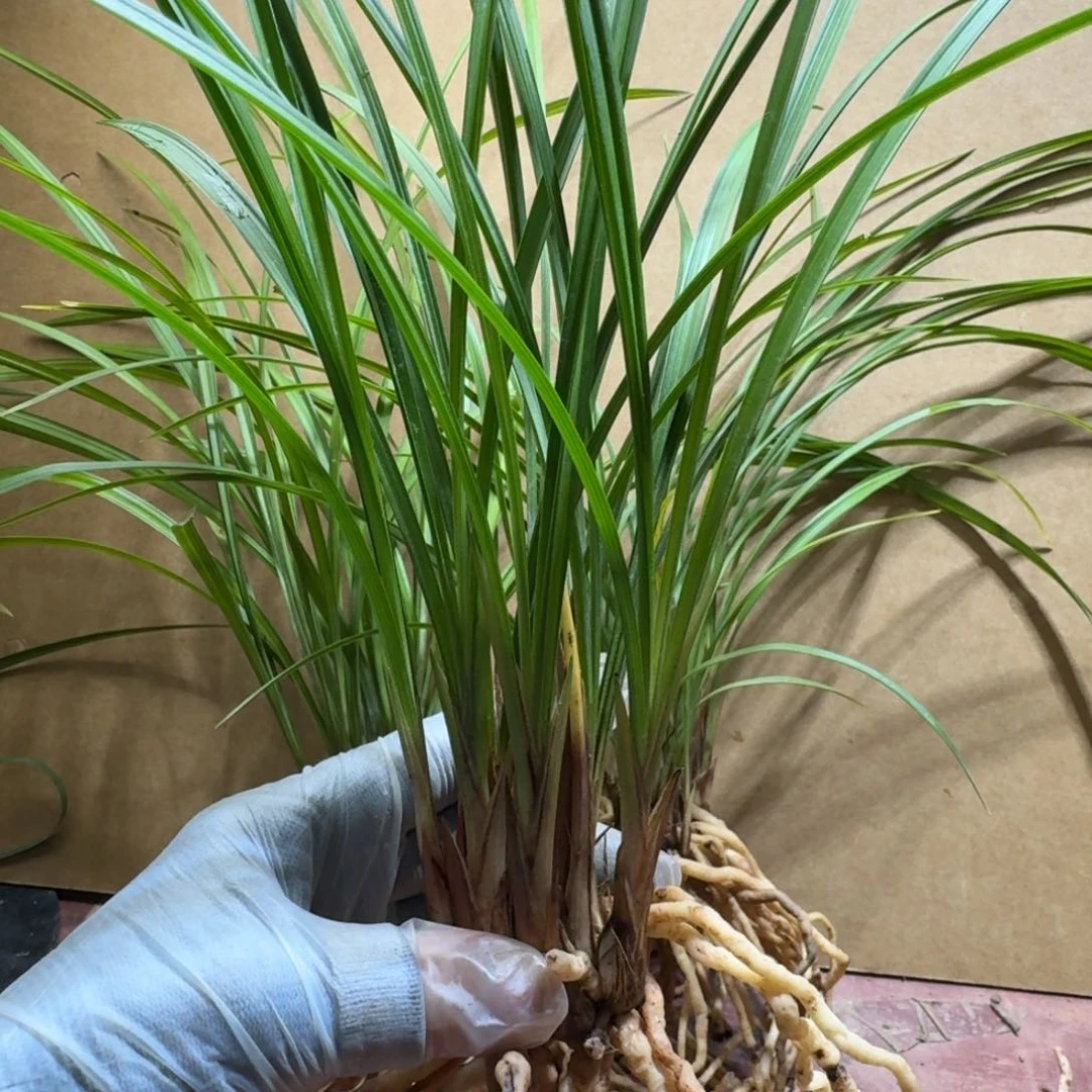 完全开放康*生兰花