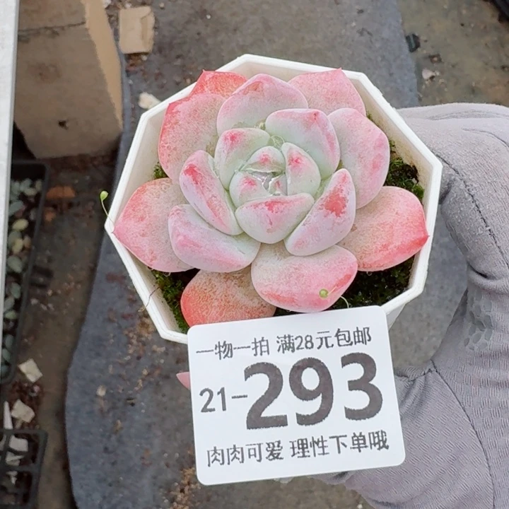 奶芙无盆土发货无盆土发货无