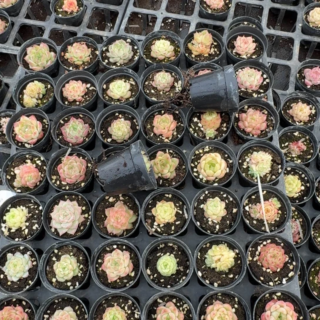 5-37麦秆五颗量拍发货（标箱对着）