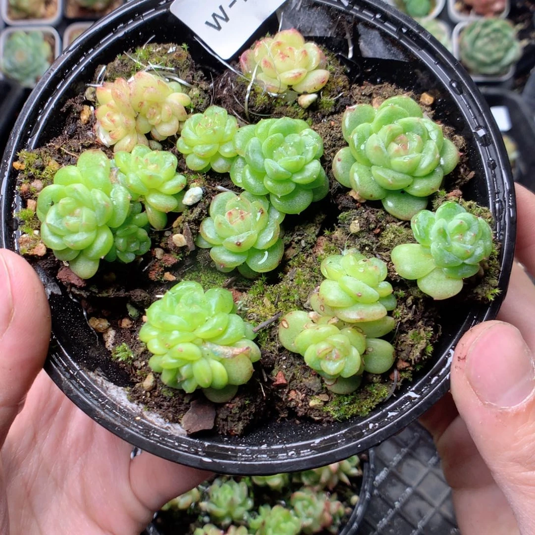 无花朵W28天英语英语英语英语英语