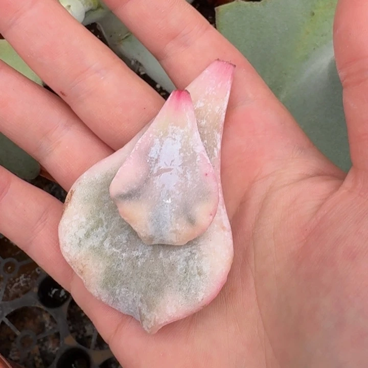 米***匠芭蕾舞者叶片一物一拍