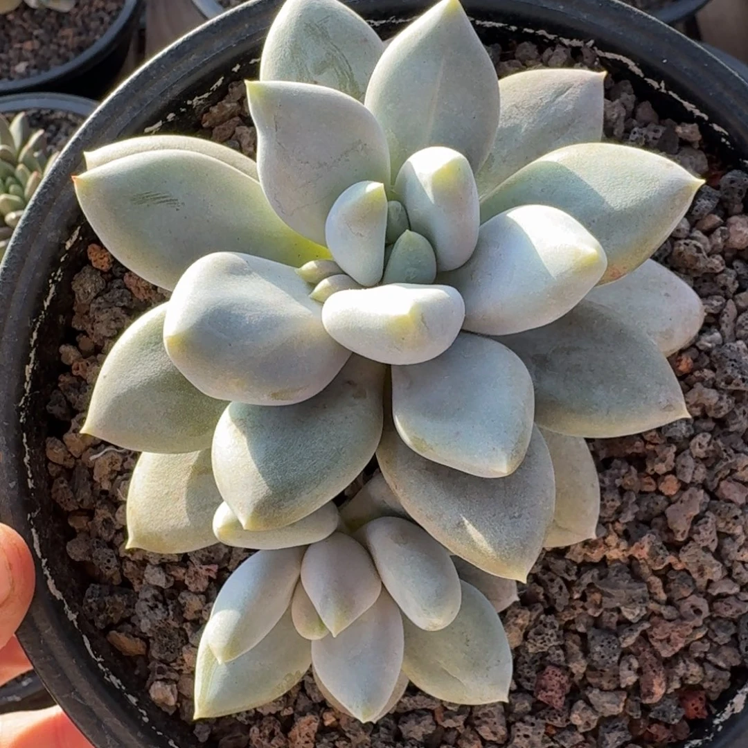 黄体，哥特，包正版