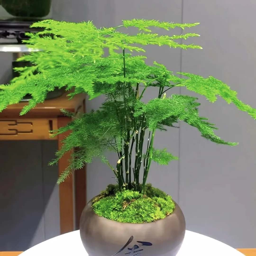文竹盆栽绿植多年生室内高端盆景观叶绿植易养护