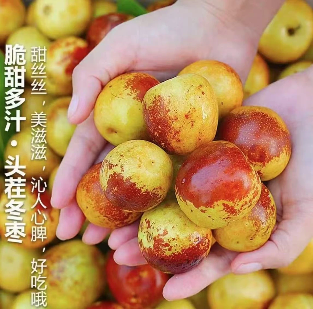 【新鲜采摘树熟冬枣】正宗沾化冬枣