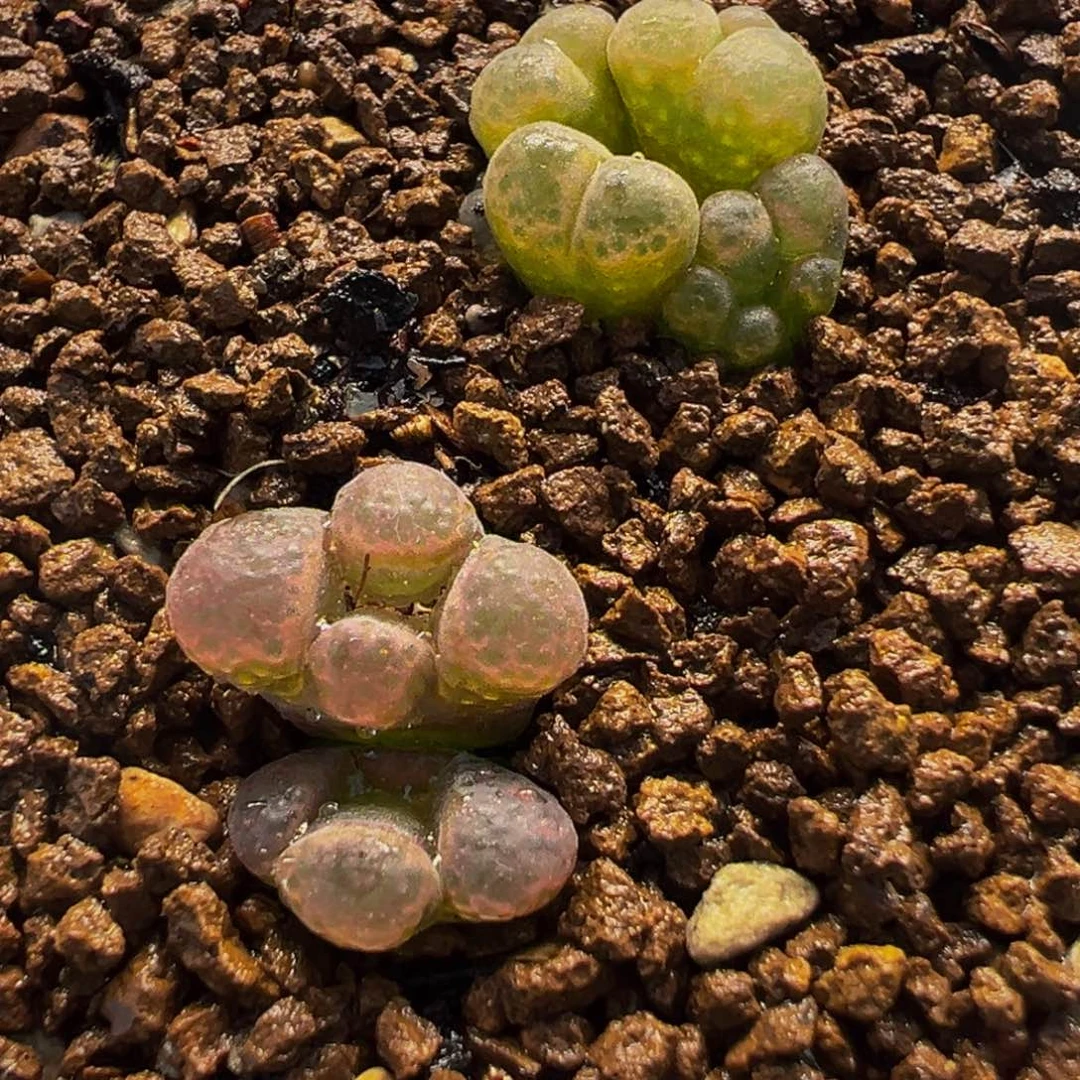 145多肉植物种类和