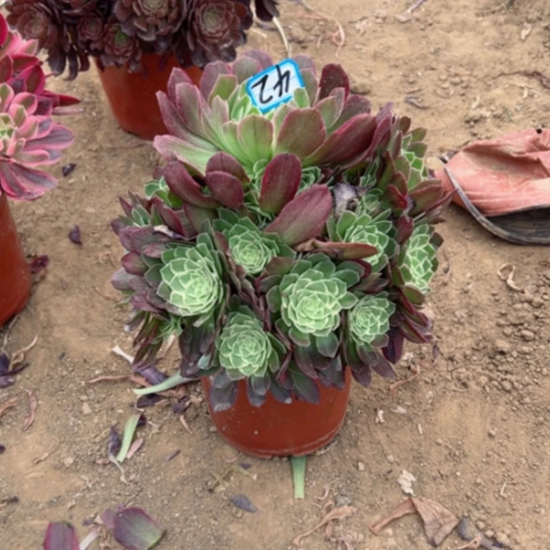 【闪购商品】茶**言多肉植物水蜜桃42