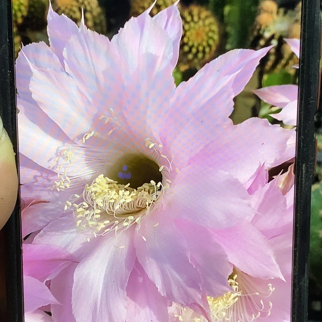 彩水粉香侧芽歪5公分左右