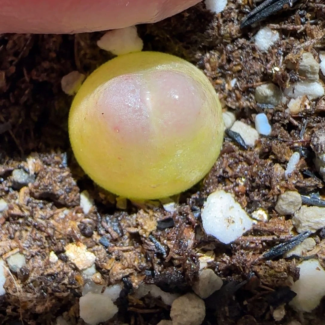 肉锥多肉植物百科30-sh1200拉登1132