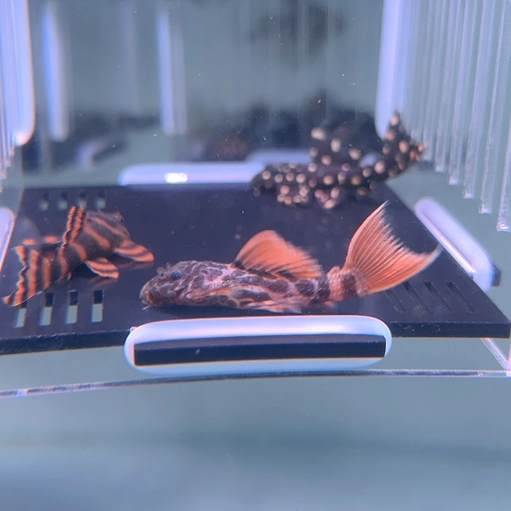 清道夫鱼26-035微瑕野马坦克 精品帝王血钻 红老虎各一条