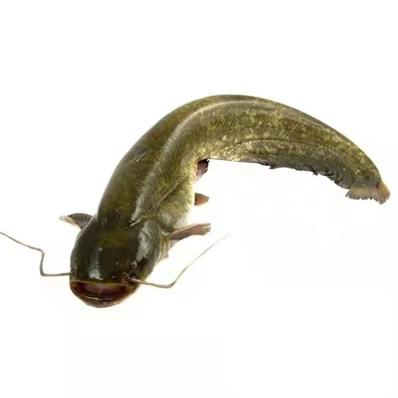 【鲶鱼专属】海带生鲜冷链不支持拦截不支持拒签不退（建议勿拍））