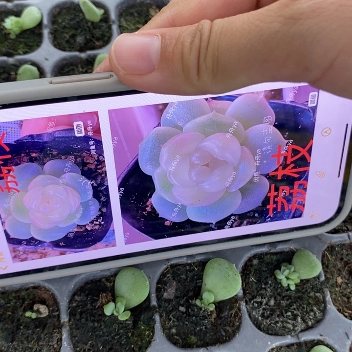 荔枝芽苗一个量拍