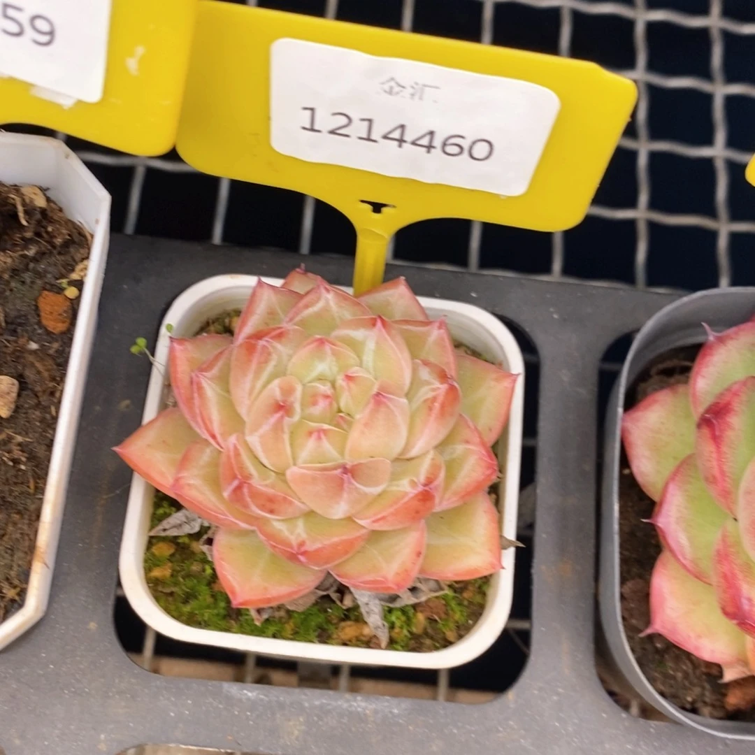 福利多多。1214460