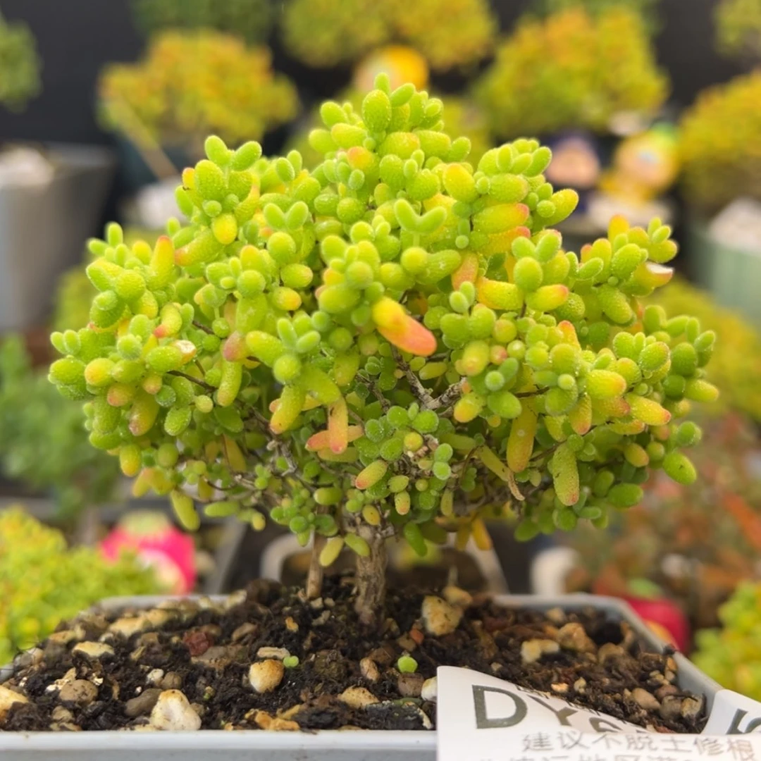 【闪购商品】dy6555精控蜜橘糖球冠幅8.5cm