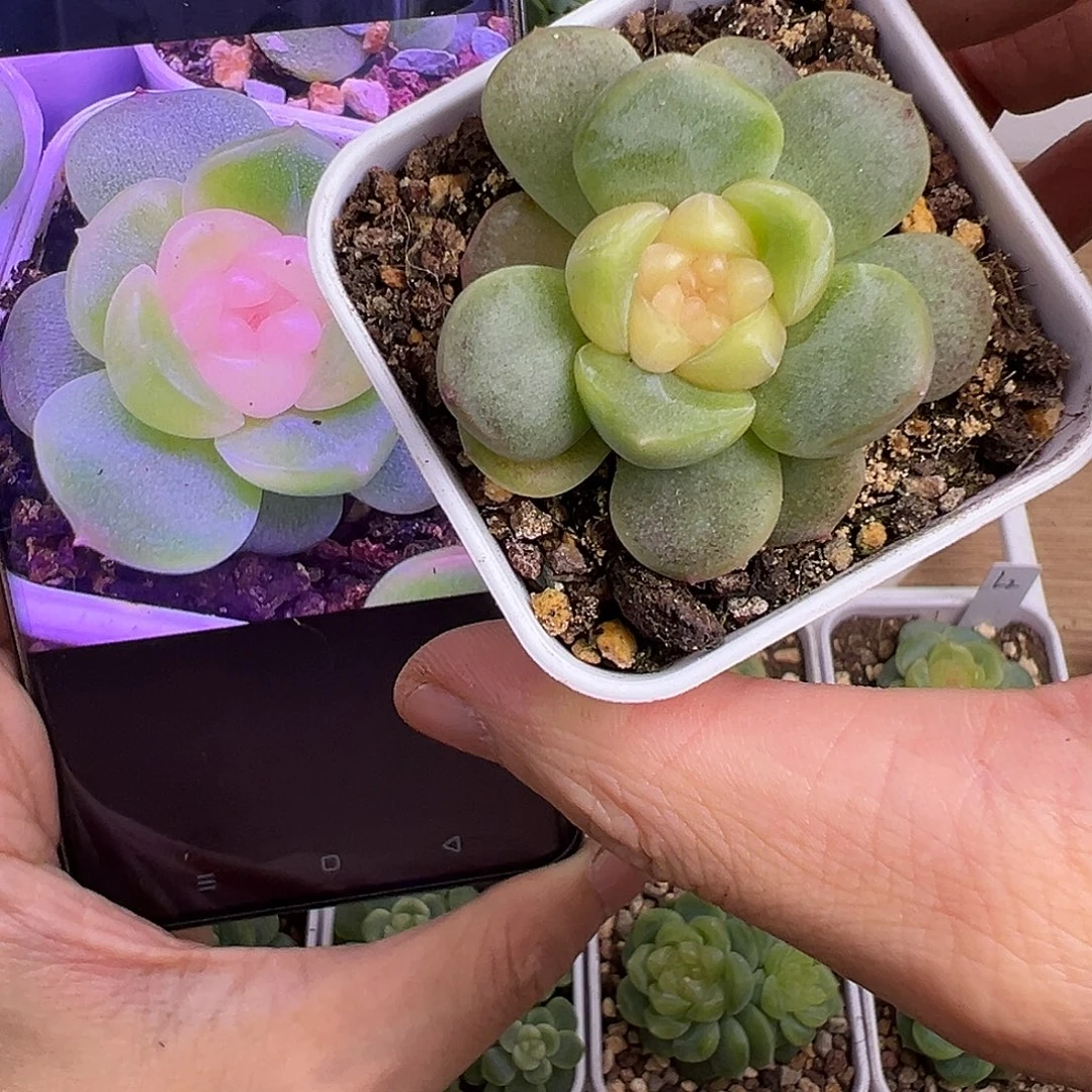 瑶兔。