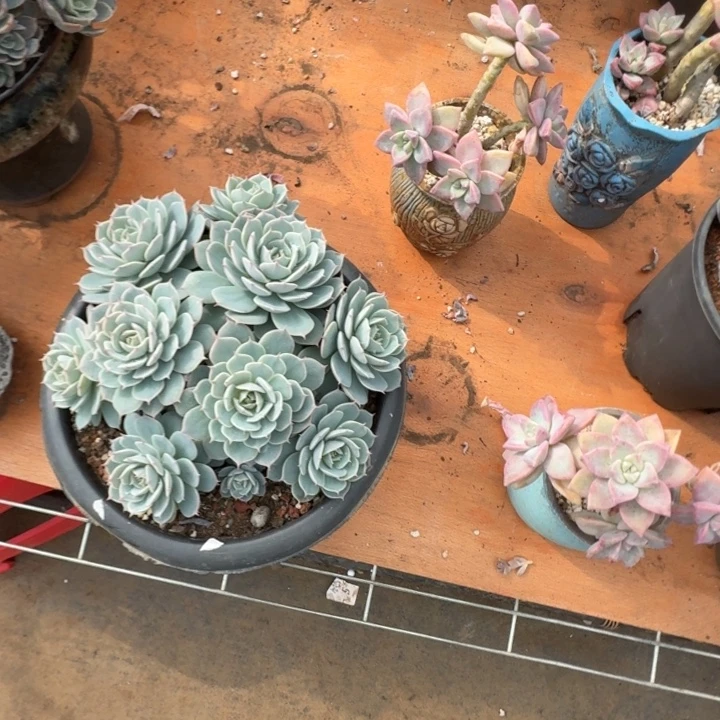 ^***^多肉植物一物一拍