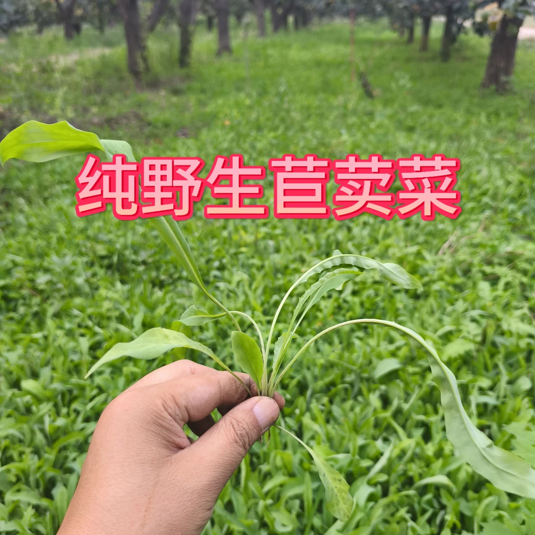 2025秋头茬苣荬菜曲曲菜苦菜野苣菜野荬菜纯野生新鲜现挖