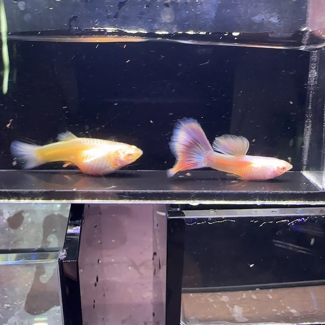 孔雀鱼金粉一对，三个半月