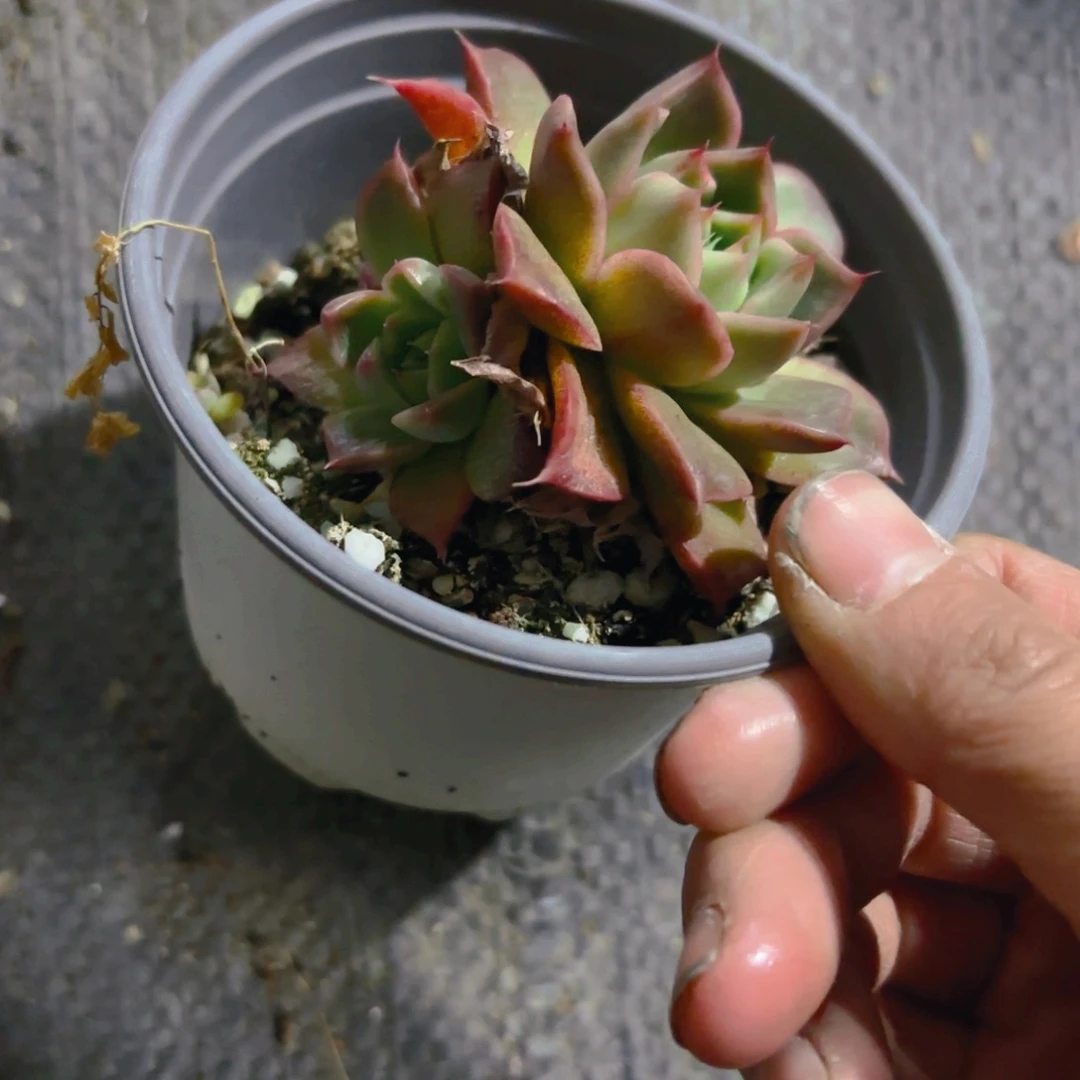 福利9cm莲花新疆包邮