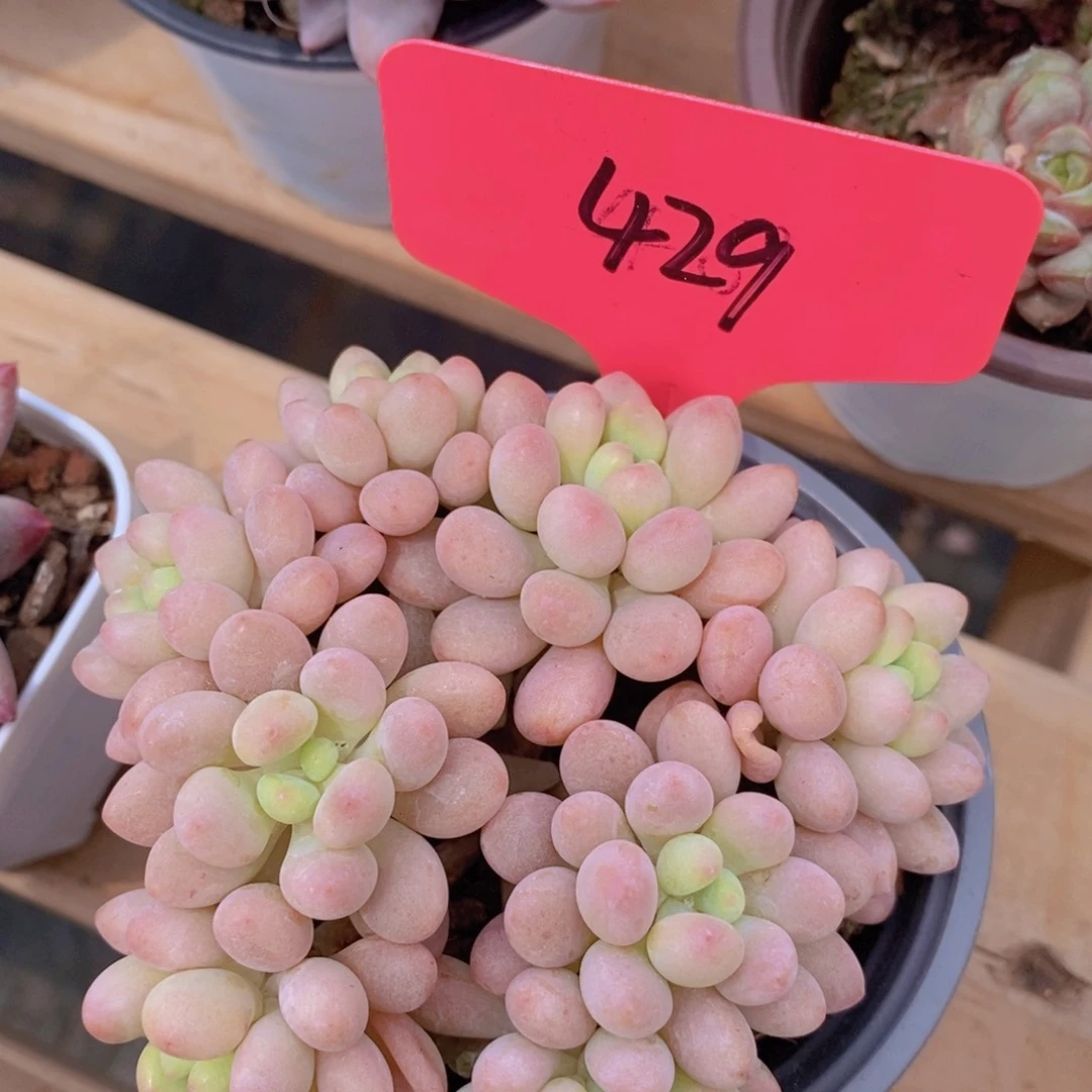 开心多肉，一物一拍，节日快乐