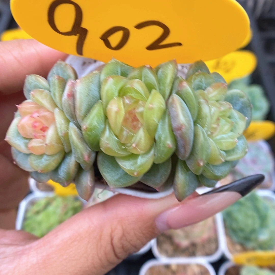 荔枝甜心可拍902号