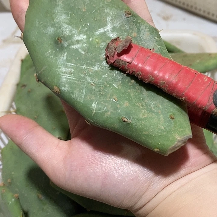 十片龙爪掌侧芽十厘米以内高度