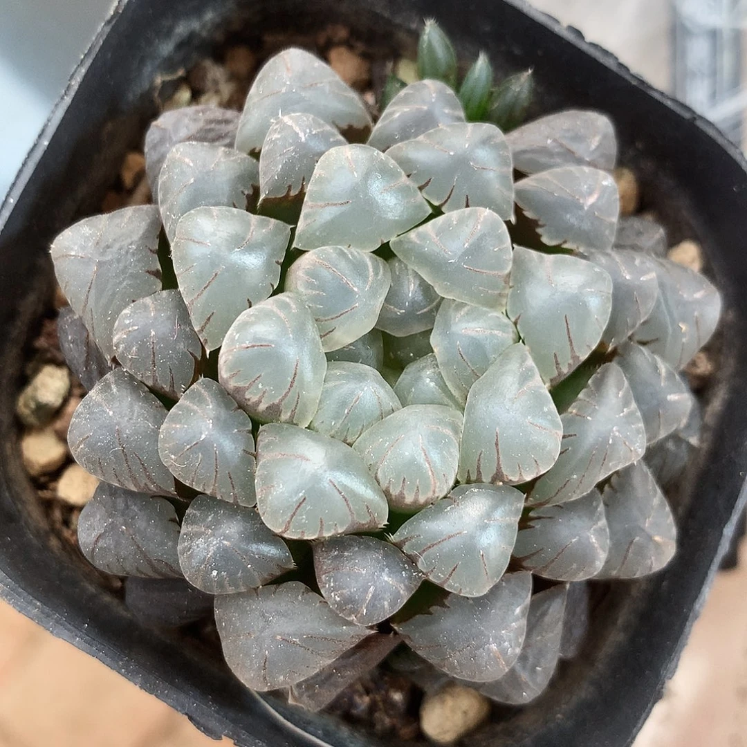 一物一拍，带盆带土