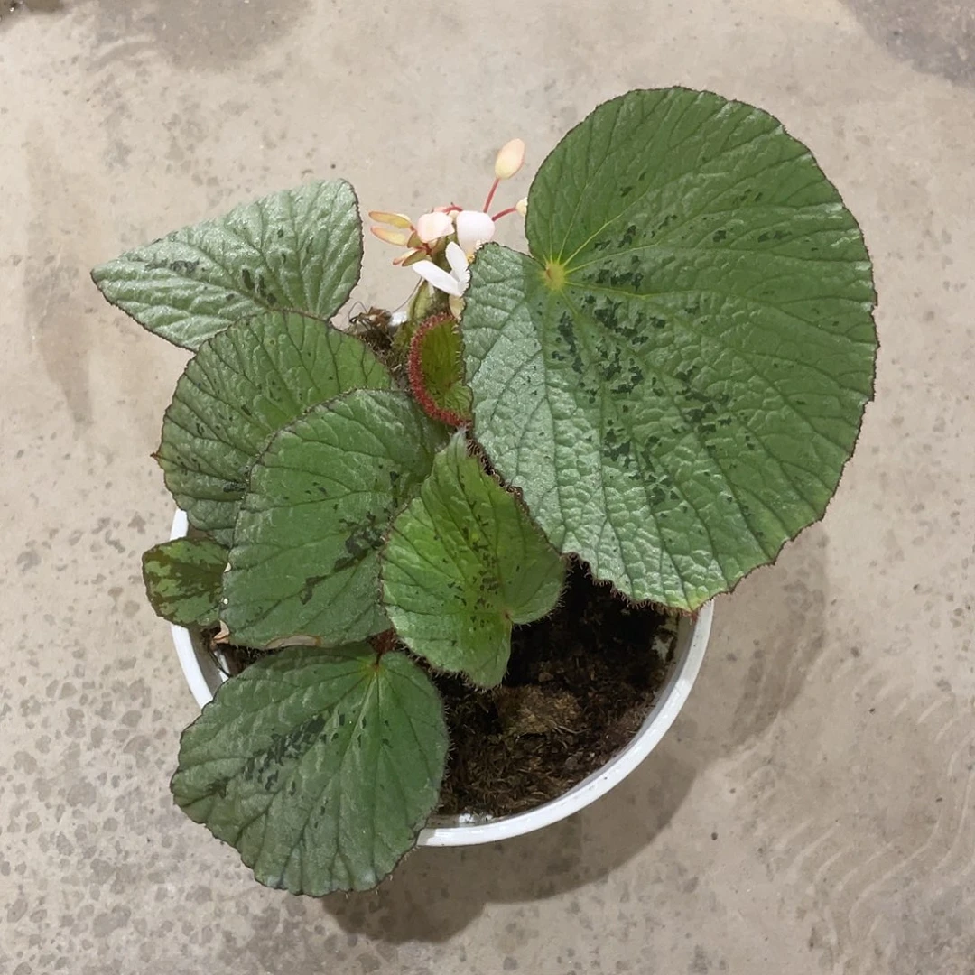 无花朵绿贝壳秋海棠