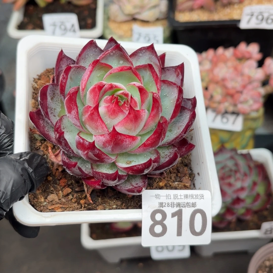 大惊鸿仙子无盆土发货