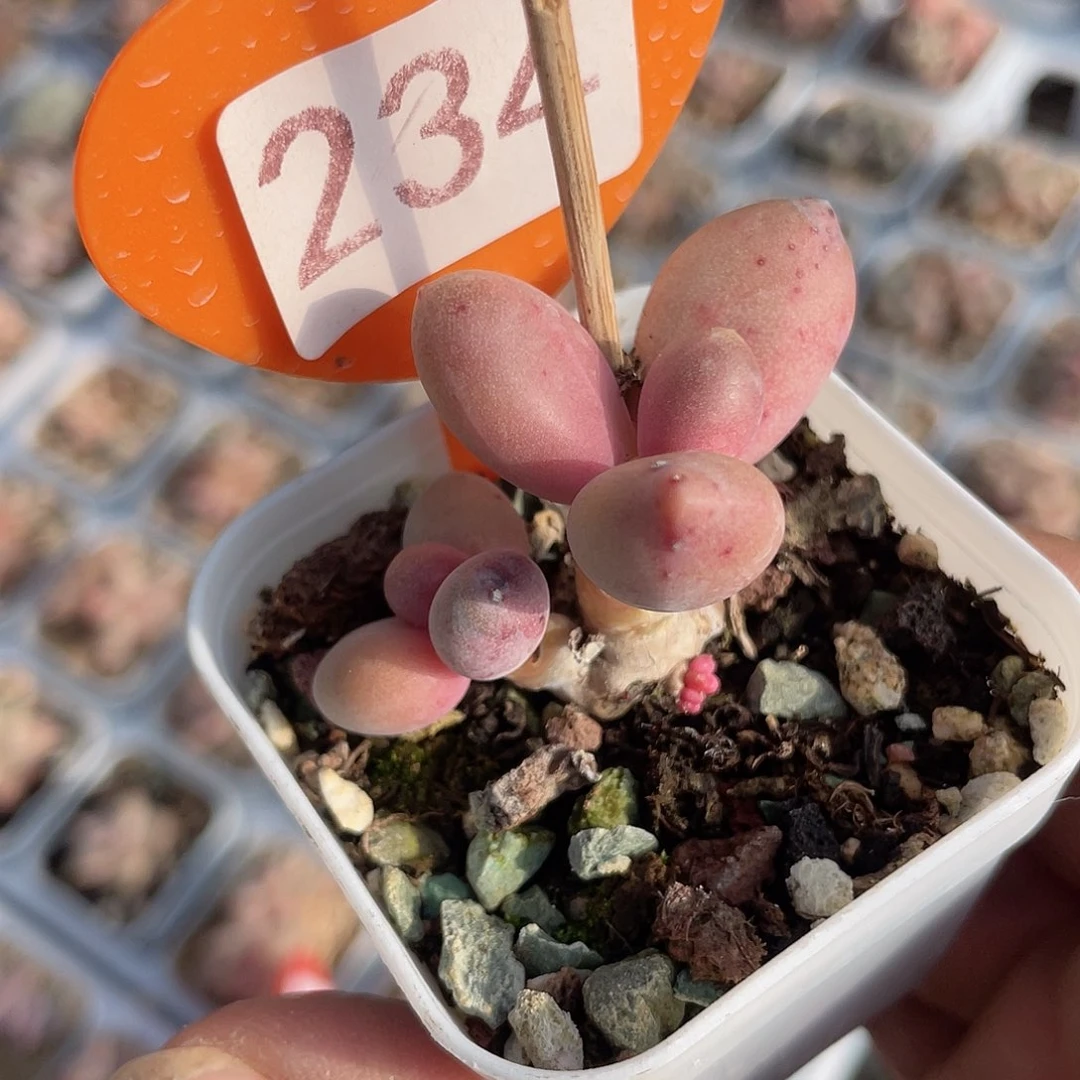 糖果美人 脱土发货 5口盆