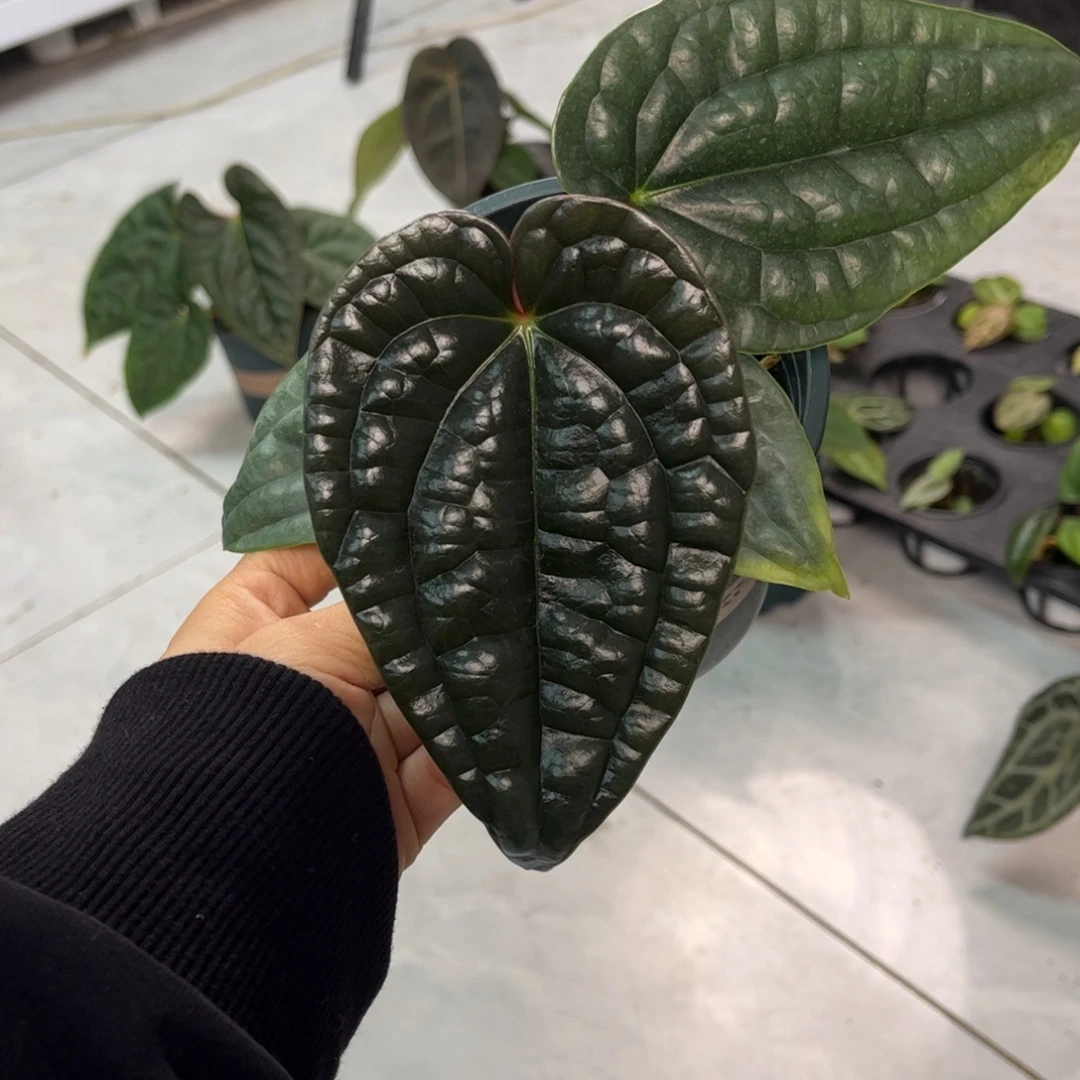 无花朵009 老版本优选黑奢华