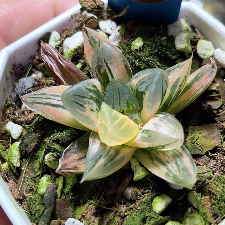 609花水晶錦一物一拍