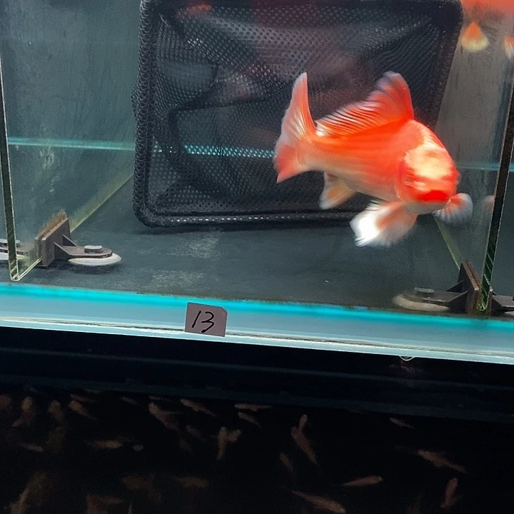 蝴蝶鲤老*儿13号红蝴蝶