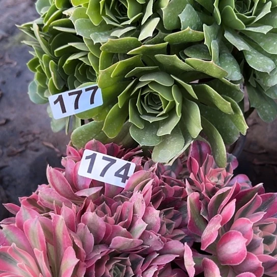 ?**?多肉植物两个