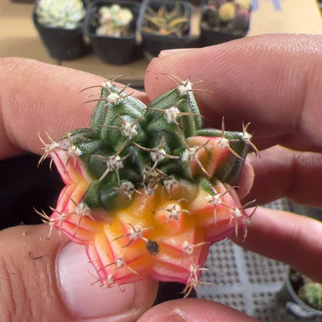 当前无花栽培后可以开花020
