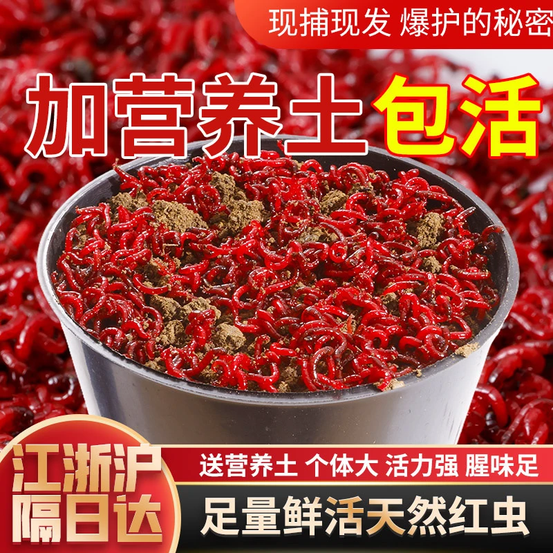 【营养土混发】鲜活红虫钓鱼活饵开饵开制拉饵鱼饵料皮筋挂钩夹1
