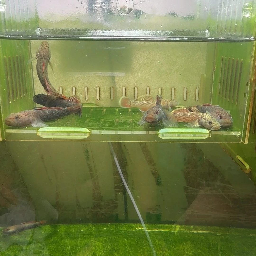 金鱼星条旗虾虎冷水鱼