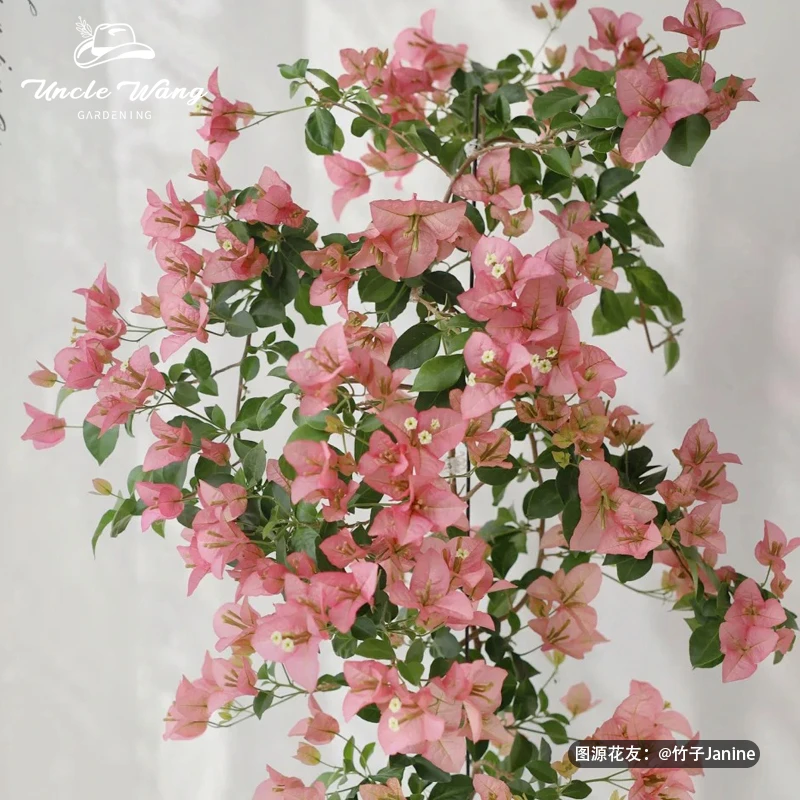 种花王大爷 三角梅卡亚塔盆栽阳台庭院花卉开花植物植株养护种植