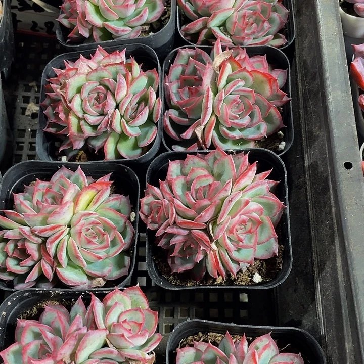 三头侧影带盆土发货