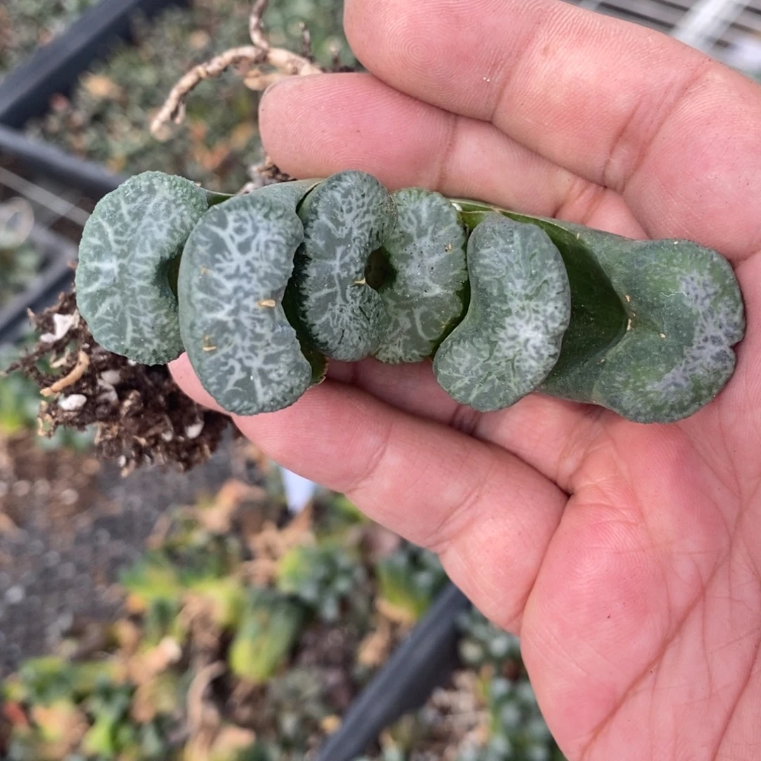 金***峰1128 一颗玉扇 超级福利