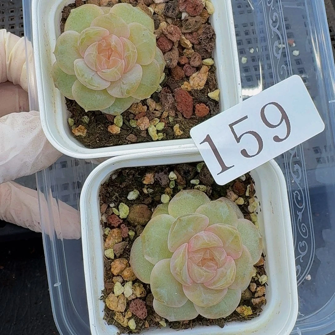 多肉植物多肉植物159