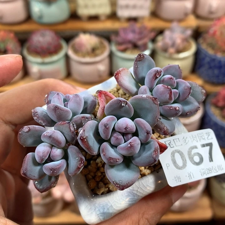 小尾巴多肉园艺5CM迷你拇指盆栽P067