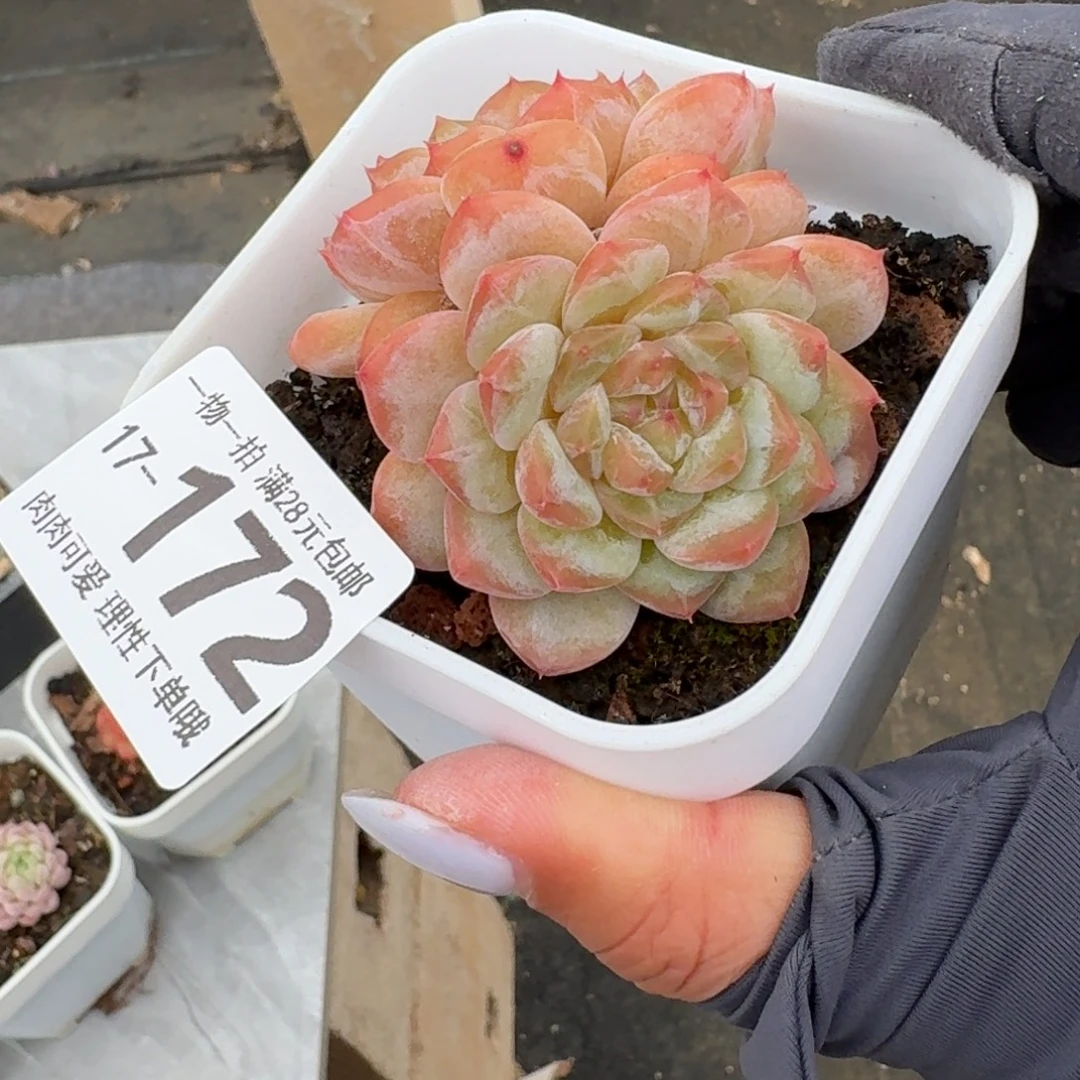 冰魄无盆土发货无