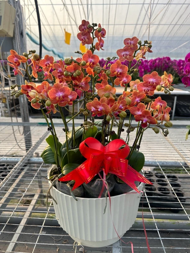 精品蜜橙蝴蝶兰组盆