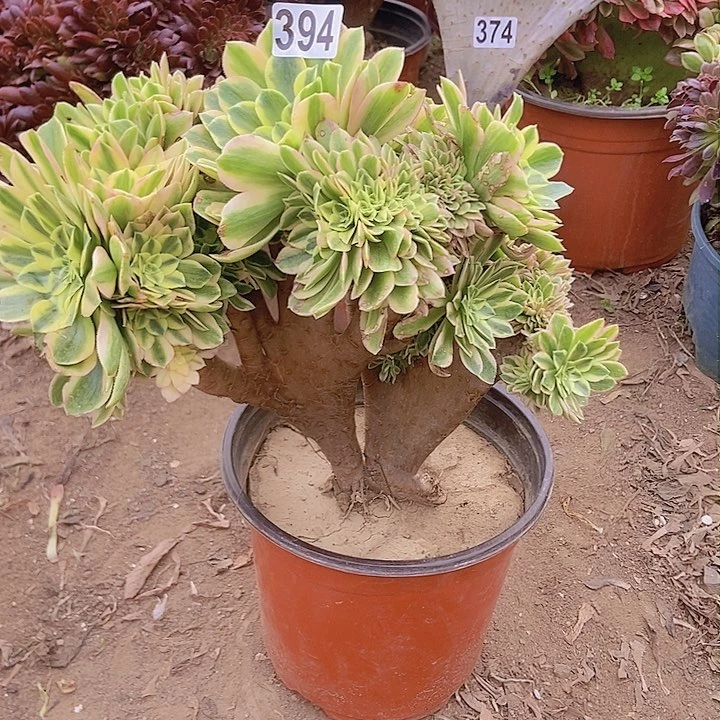 394颜宁老庄缀化老板子有断指