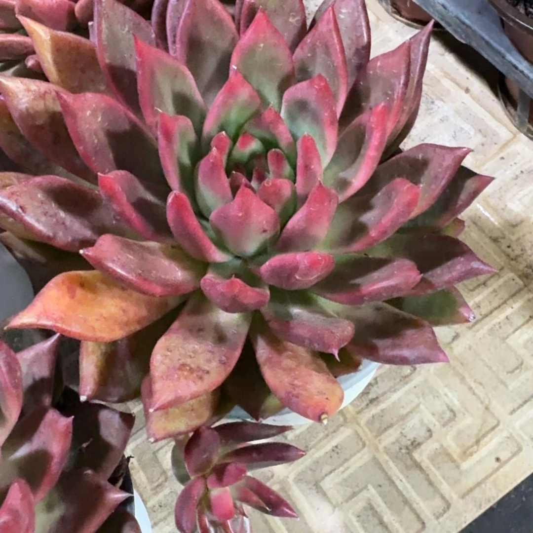 多肉植物东云系红东云