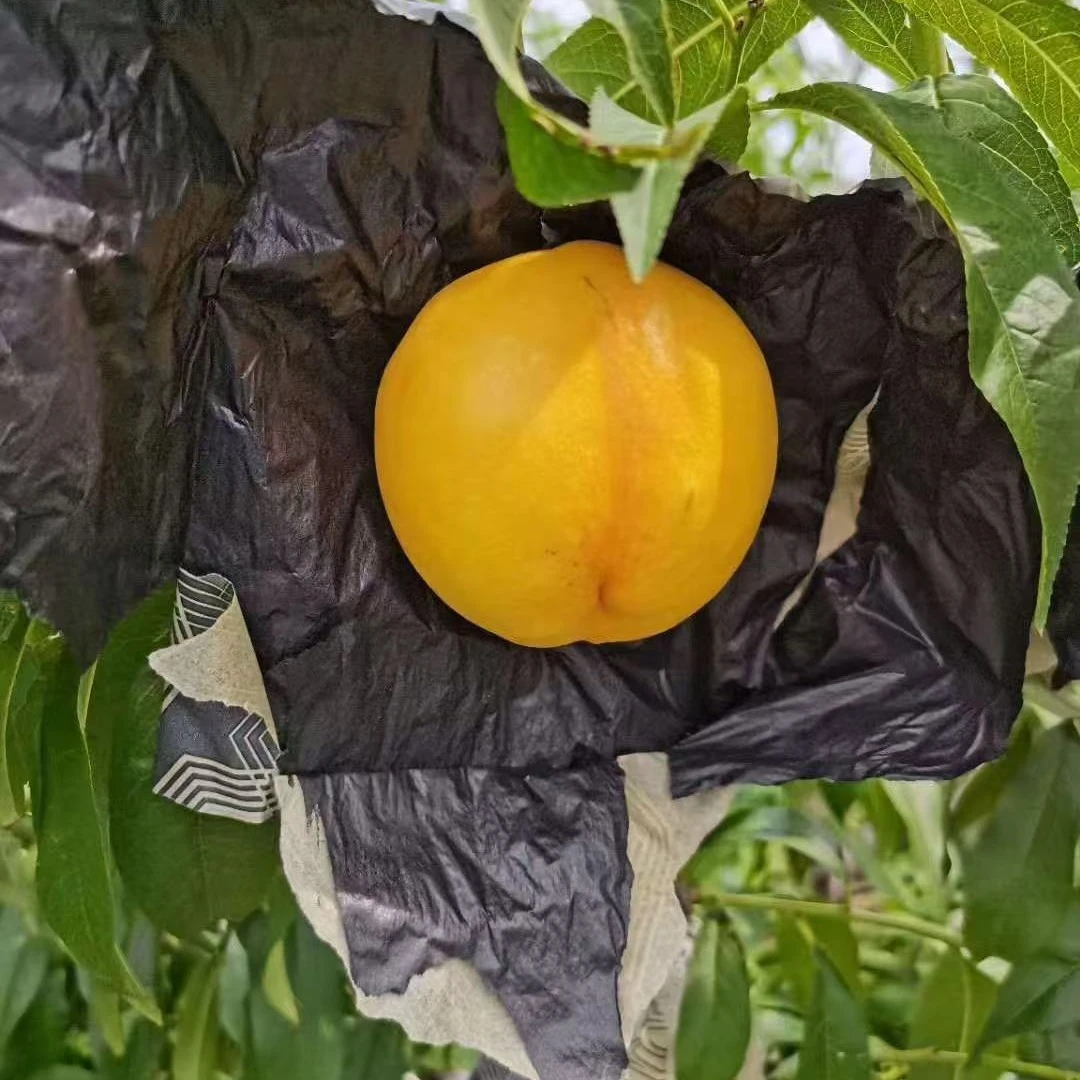老牛专属 大连黄油桃 1件3斤泡沫箱发货，快递包邮