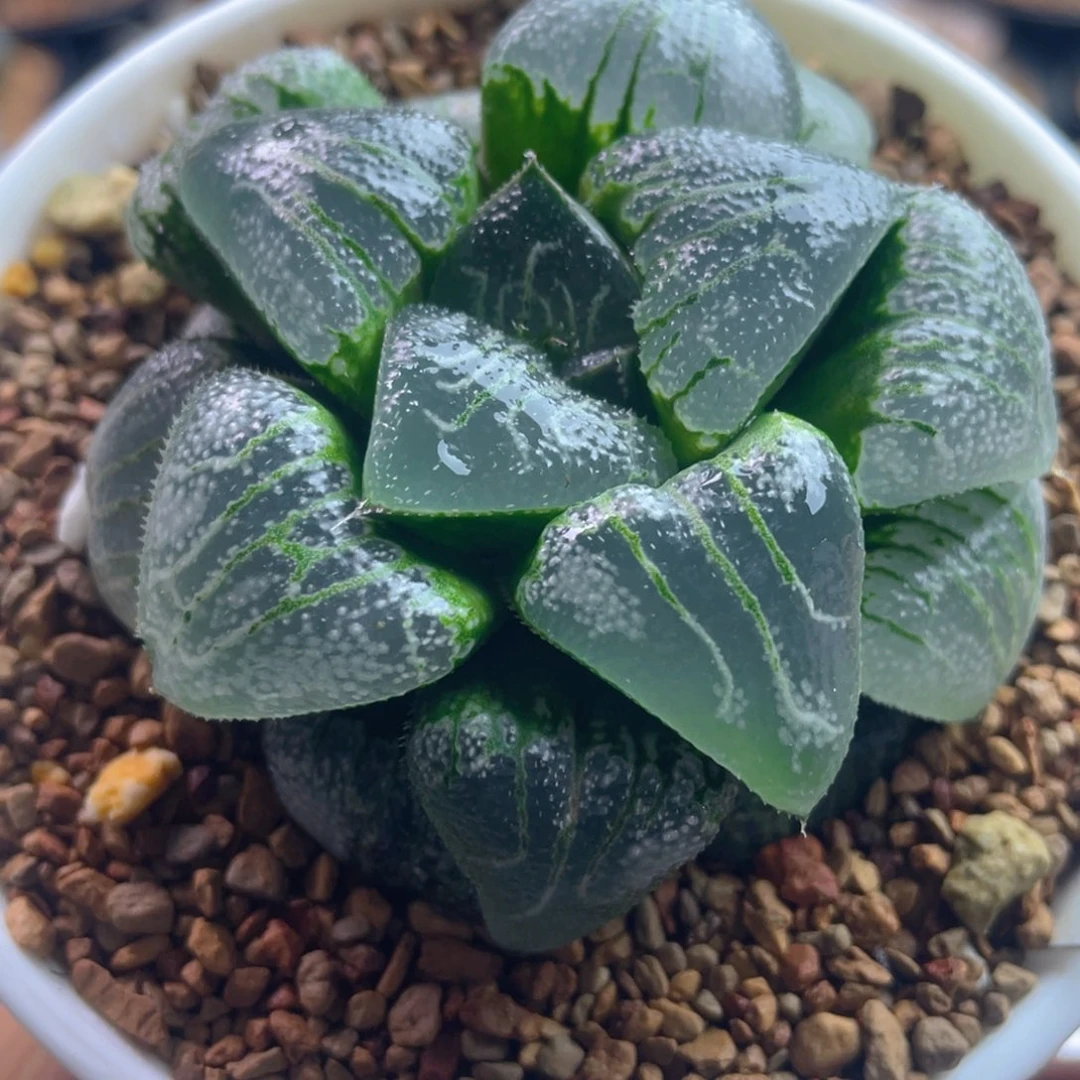 10.十二卷多肉云遮月寿。